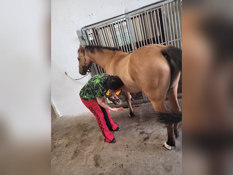 Deutsches Reitpony Stute 8 Jahre 144 cm Falbe in Billerbeck Deutsches Reitpony Stute 8 Jahre 144 cm Falbe in Billerbeck