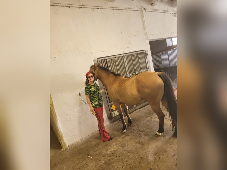 Deutsches Reitpony Stute 8 Jahre 144 cm Falbe in Billerbeck Deutsches Reitpony Stute 8 Jahre 144 cm Falbe in Billerbeck