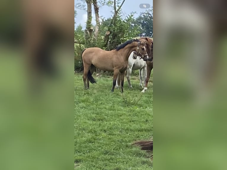 Deutsches Reitpony Stute 8 Jahre 144 cm Falbe in Billerbeck Deutsches Reitpony Stute 8 Jahre 144 cm Falbe in Billerbeck