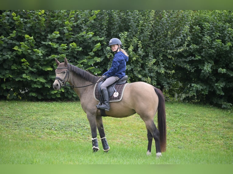 Deutsches Reitpony Stute 8 Jahre 144 cm Falbe in Schwabenheim