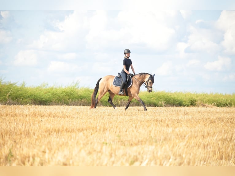 Deutsches Reitpony Stute 8 Jahre 144 cm Falbe in Schwabenheim