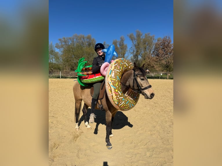 Deutsches Reitpony Stute 8 Jahre 144 cm Falbe in Schwabenheim