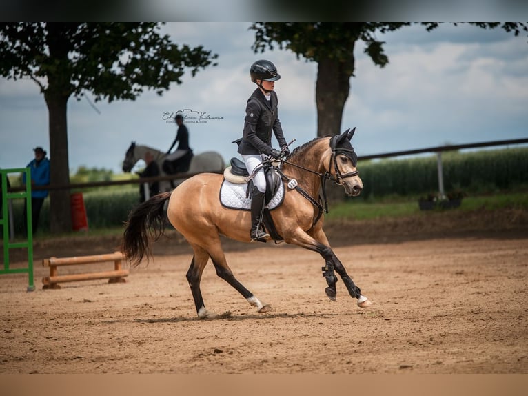Deutsches Reitpony Stute 8 Jahre 144 cm Falbe in Schwabenheim