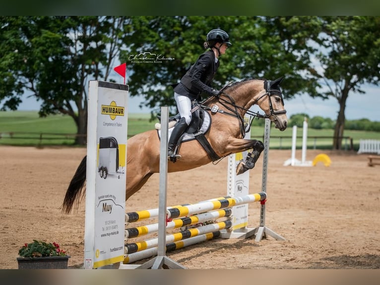 Deutsches Reitpony Stute 8 Jahre 144 cm Falbe in Schwabenheim
