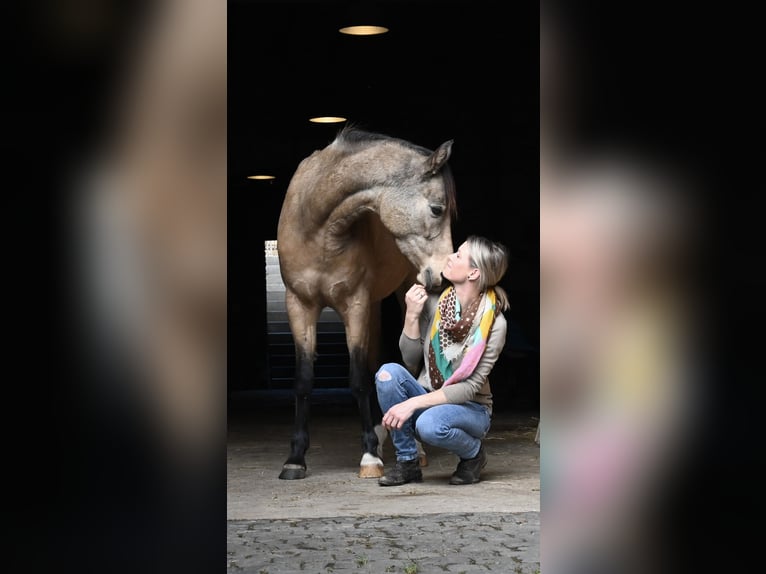 Deutsches Reitpony Stute 8 Jahre 144 cm Falbe in Schwabenheim