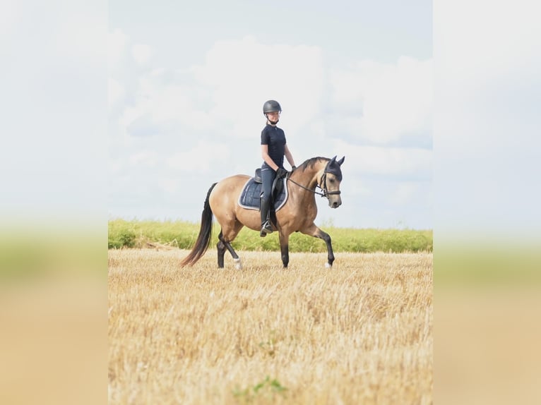 Deutsches Reitpony Stute 8 Jahre 144 cm Falbe in Schwabenheim