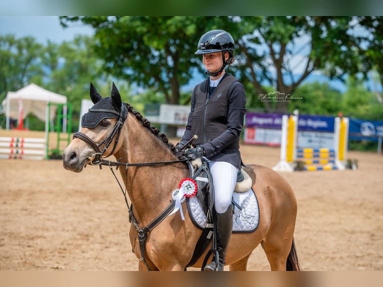 Deutsches Reitpony Stute 8 Jahre 144 cm Falbe in Schwabenheim