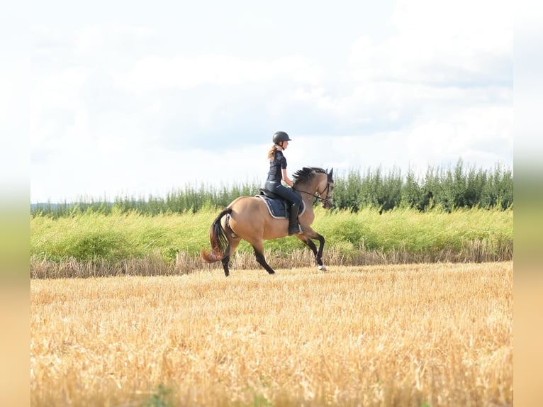 Deutsches Reitpony Stute 8 Jahre 144 cm Falbe in Schwabenheim