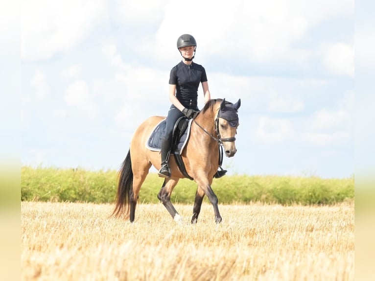 Deutsches Reitpony Stute 8 Jahre 144 cm Falbe in Schwabenheim