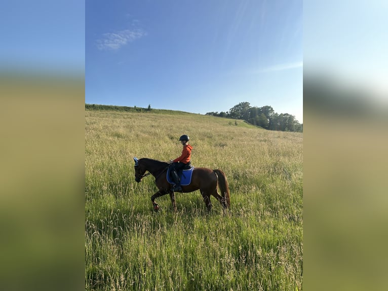 Deutsches Reitpony Stute 8 Jahre 144 cm Fuchs in Moritzburg