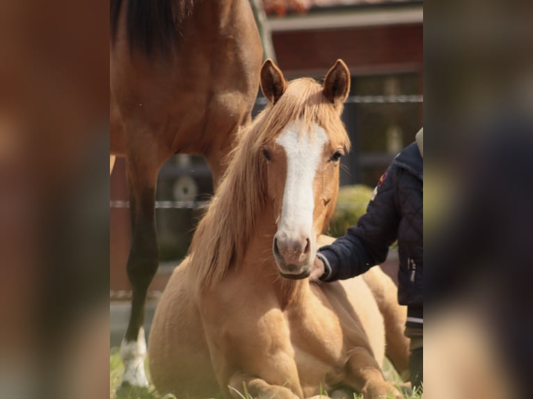 Deutsches Reitpony Stute 8 Jahre 144 cm Red Dun in Ankum