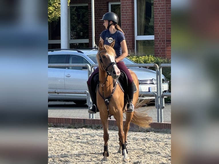 Deutsches Reitpony Stute 8 Jahre 144 cm Red Dun in Ankum