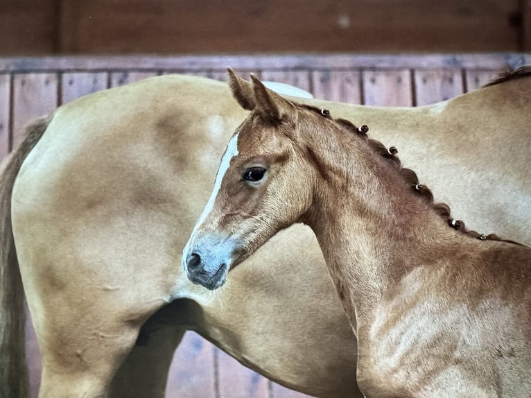 Deutsches Reitpony Stute 8 Jahre 144 cm Red Dun in Ankum