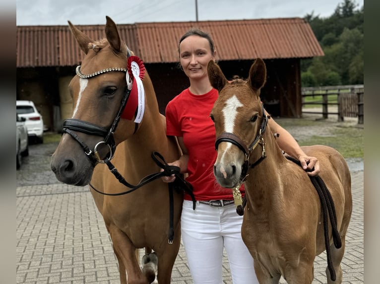 Deutsches Reitpony Stute 8 Jahre 144 cm Red Dun in Ankum