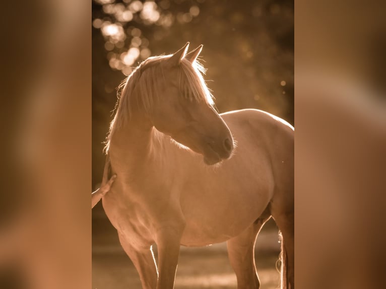 Deutsches Reitpony Stute 8 Jahre 144 cm Red Dun in Ankum