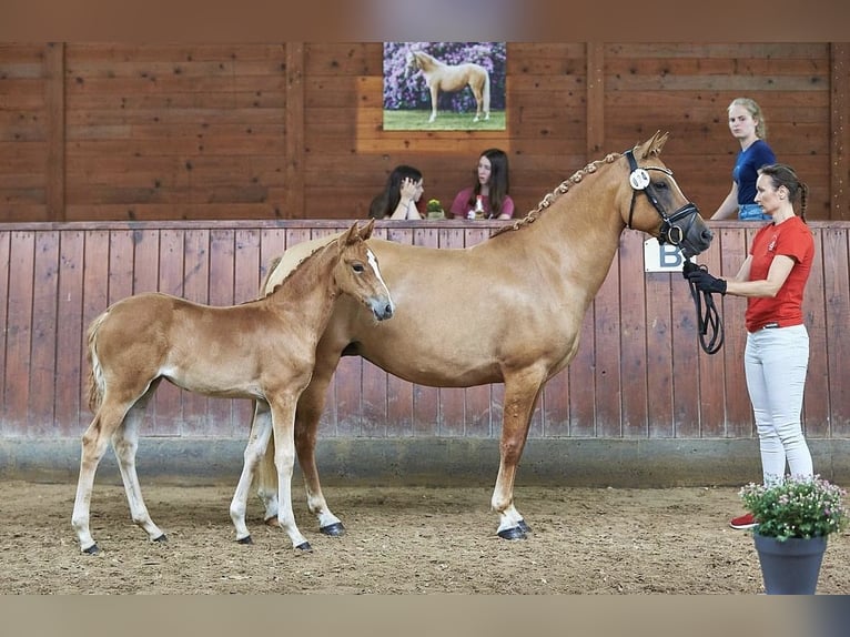 Deutsches Reitpony Stute 8 Jahre 144 cm Red Dun in Ankum