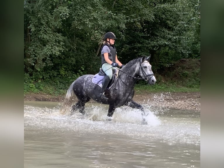 Deutsches Reitpony Stute 8 Jahre 145 cm Apfelschimmel in ReesRees