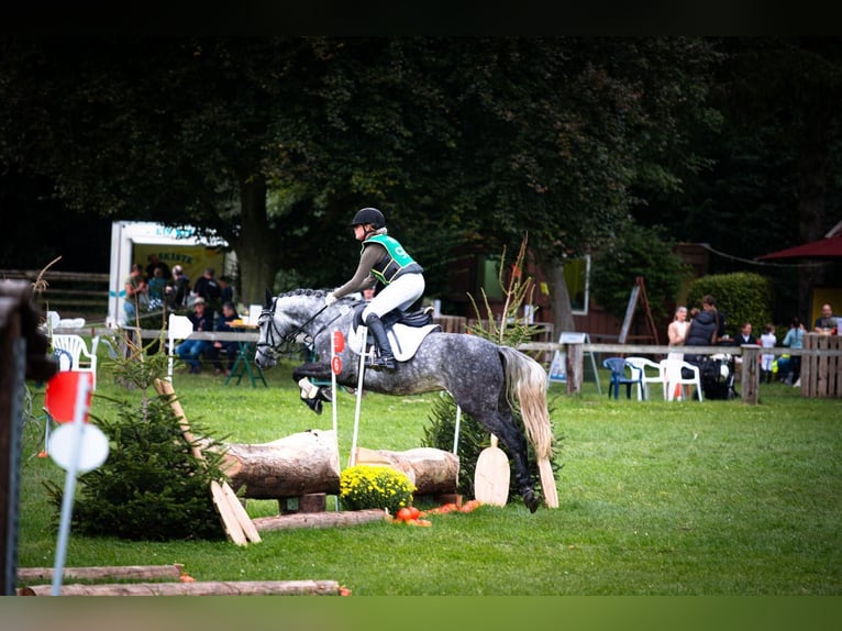 Deutsches Reitpony Stute 8 Jahre 145 cm Apfelschimmel in ReesRees
