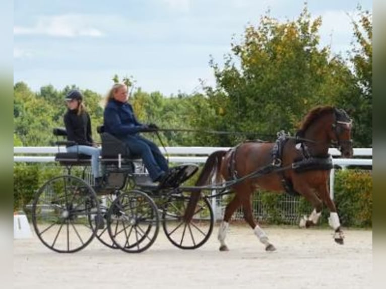 Deutsches Reitpony Stute 8 Jahre 145 cm Dunkelfuchs in Süderlügum