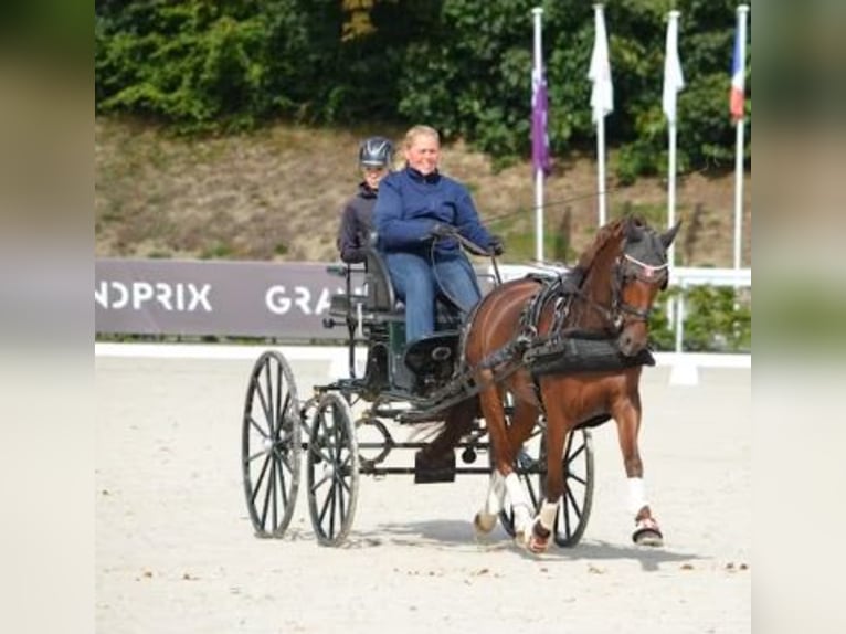 Deutsches Reitpony Stute 8 Jahre 145 cm Dunkelfuchs in Süderlügum