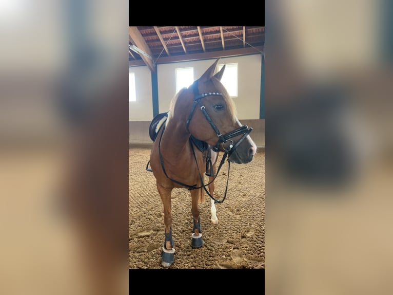 Deutsches Reitpony Stute 8 Jahre 145 cm Dunkelfuchs in Litzendorf