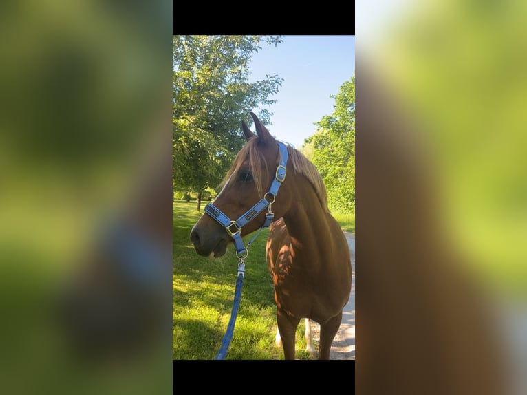 Deutsches Reitpony Stute 8 Jahre 145 cm Dunkelfuchs in Litzendorf
