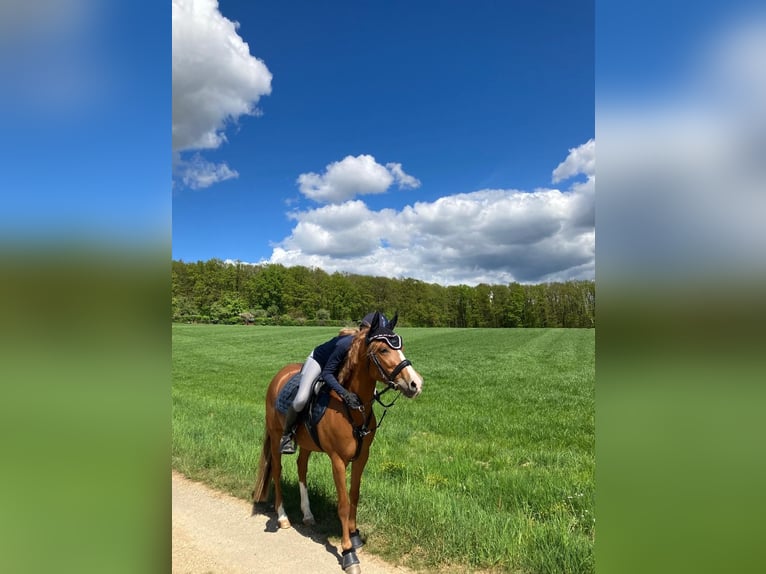 Deutsches Reitpony Stute 8 Jahre 145 cm Dunkelfuchs in Litzendorf
