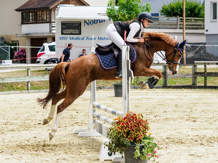 Deutsches Reitpony Stute 8 Jahre 145 cm Fuchs in Hintermoos