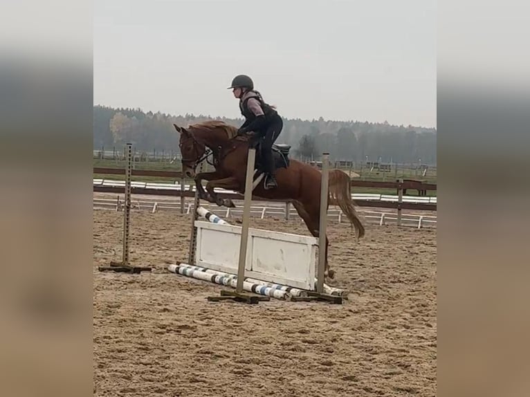 Deutsches Reitpony Stute 8 Jahre 145 cm Fuchs in Lędziny