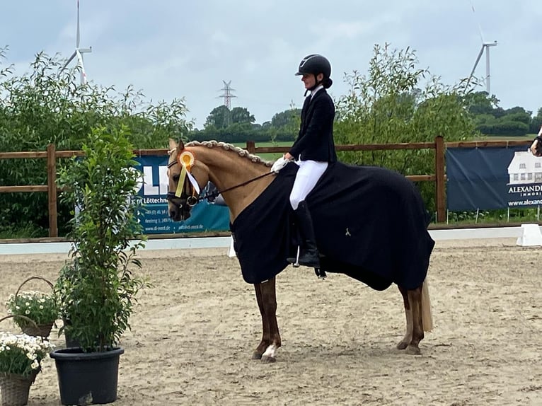 Deutsches Reitpony Stute 8 Jahre 145 cm Palomino in Mohrkirch