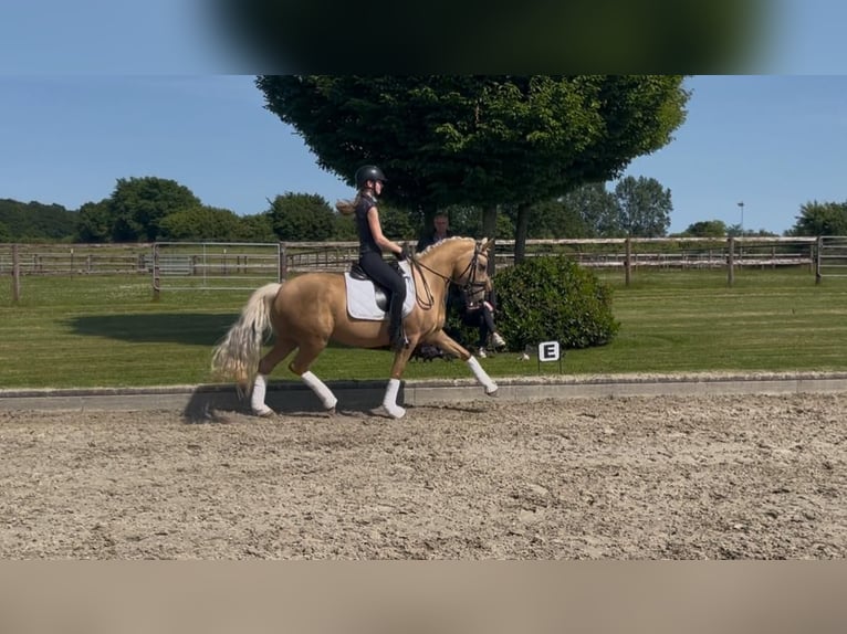 Deutsches Reitpony Stute 8 Jahre 145 cm Palomino in Mohrkirch