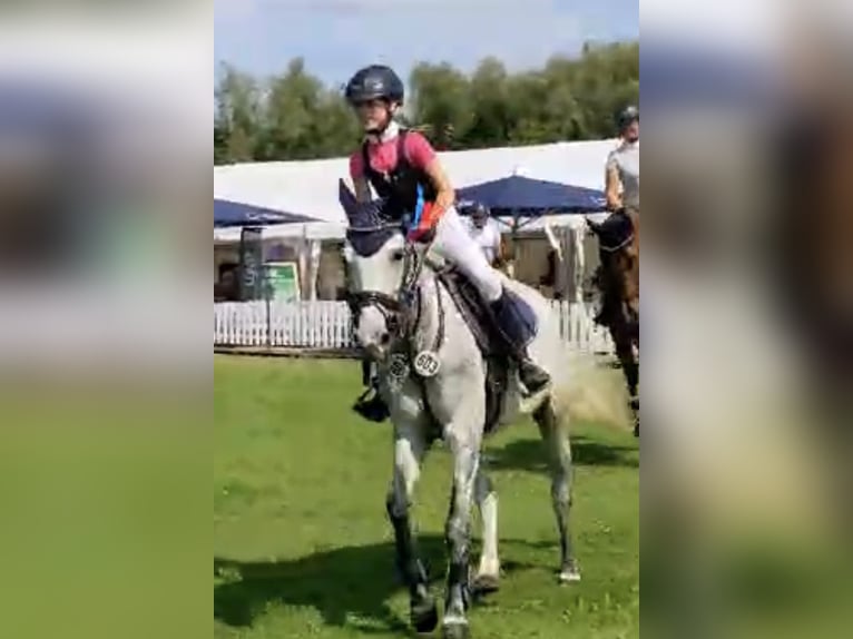 Deutsches Reitpony Stute 8 Jahre 146 cm Apfelschimmel in Kalletal