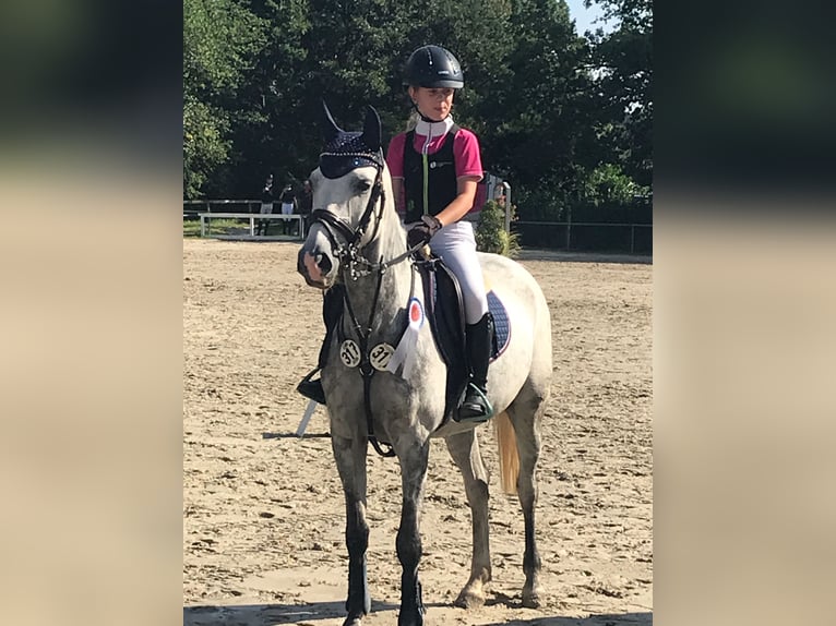 Deutsches Reitpony Stute 8 Jahre 146 cm Apfelschimmel in Kalletal