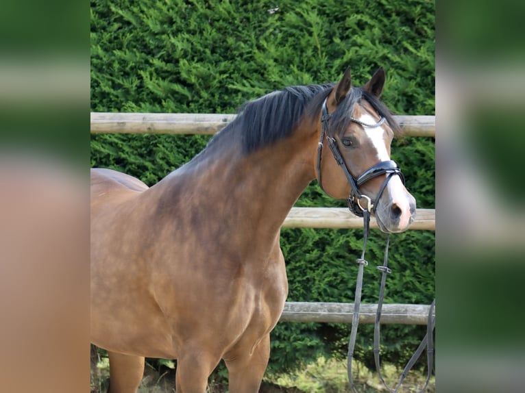 Deutsches Reitpony Stute 8 Jahre 146 cm Brauner in Sch&#xF6;ppingen