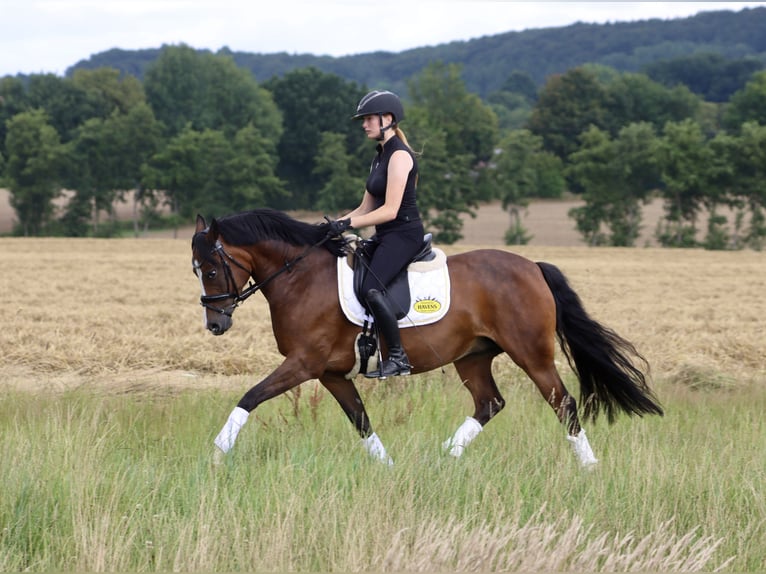 Deutsches Reitpony Stute 8 Jahre 146 cm Brauner in Sch&#xF6;ppingen