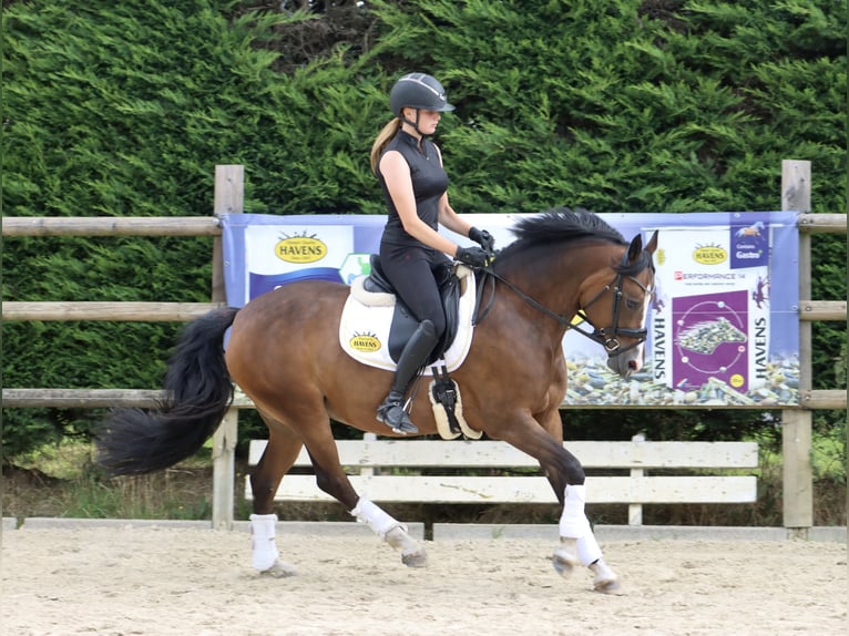 Deutsches Reitpony Stute 8 Jahre 146 cm Brauner in Sch&#xF6;ppingen