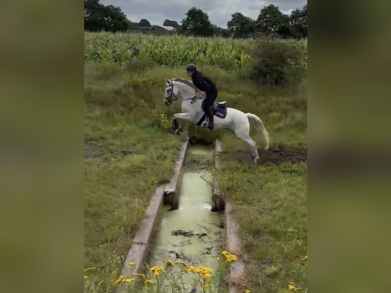 Deutsches Reitpony Stute 8 Jahre 146 cm Fliegenschimmel in leck