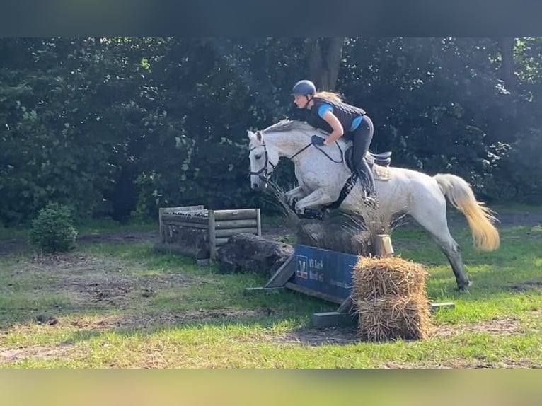 Deutsches Reitpony Stute 8 Jahre 146 cm Fliegenschimmel in leck