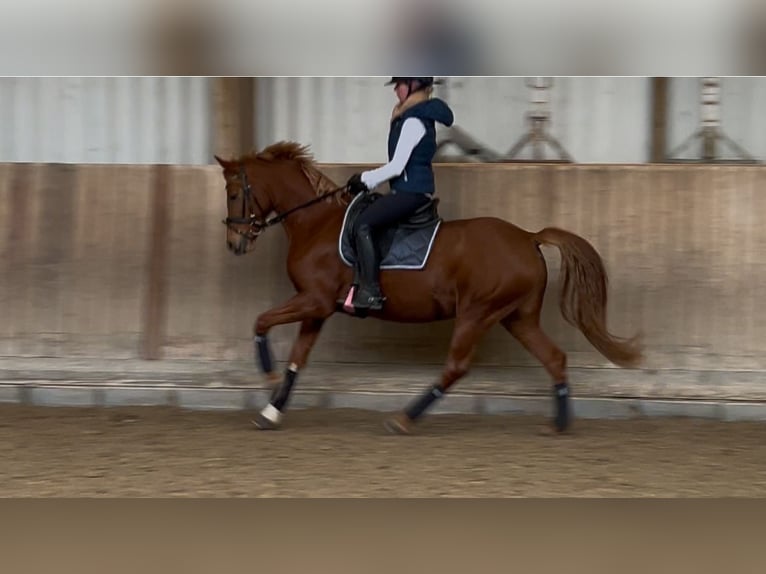 Deutsches Reitpony Stute 8 Jahre 146 cm Fuchs in Eppelheim