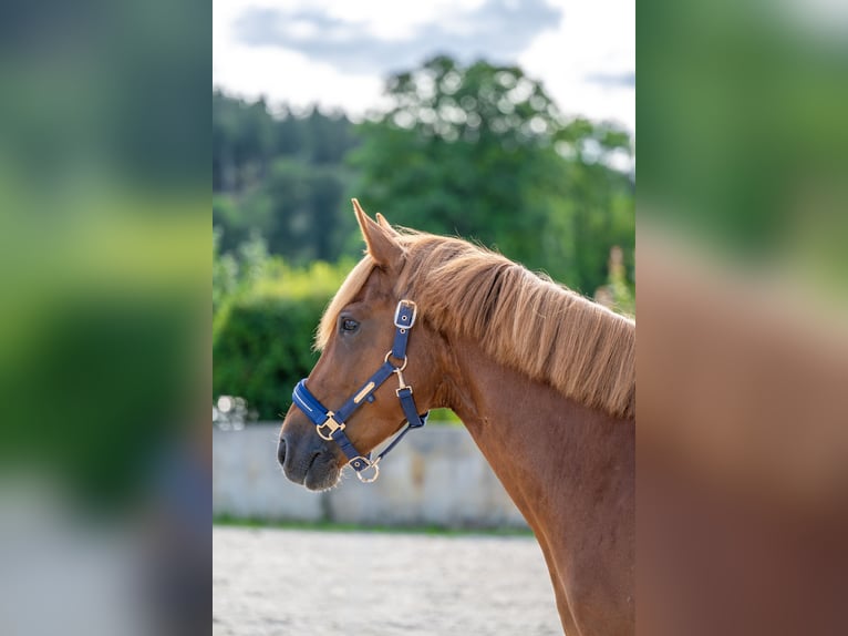 Deutsches Reitpony Mix Stute 8 Jahre 146 cm Fuchs in Glash&#xFC;tte OT Oberfrauendorf