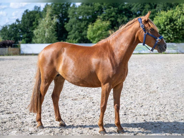 Deutsches Reitpony Mix Stute 8 Jahre 146 cm Fuchs in Glash&#xFC;tte OT Oberfrauendorf