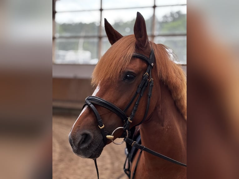 Deutsches Reitpony Mix Stute 8 Jahre 146 cm Fuchs in Glash&#xFC;tte OT Oberfrauendorf