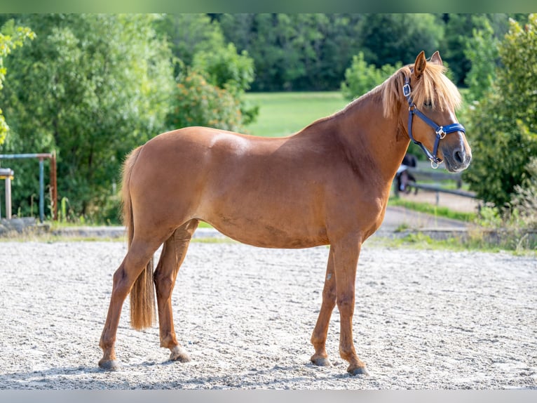Deutsches Reitpony Mix Stute 8 Jahre 146 cm Fuchs in Glash&#xFC;tte OT Oberfrauendorf