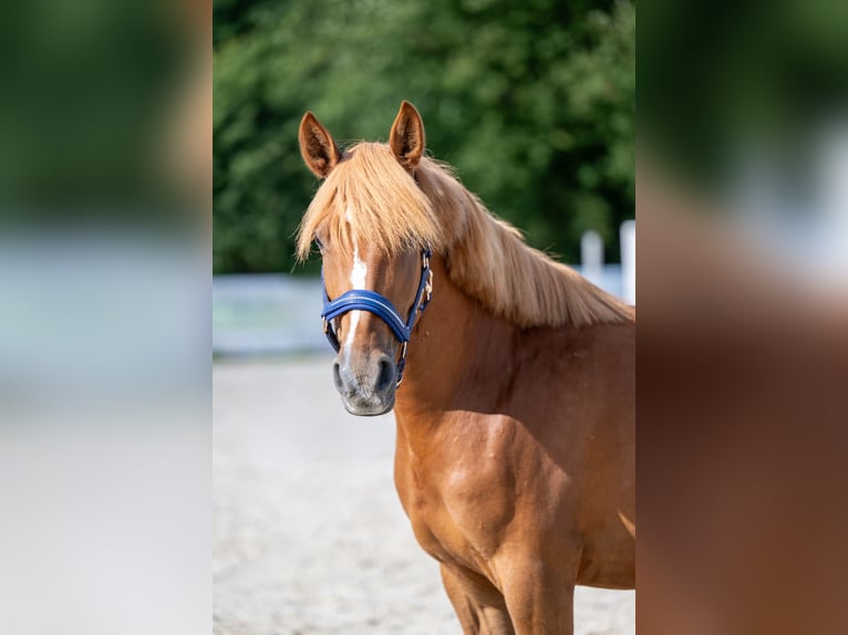 Deutsches Reitpony Mix Stute 8 Jahre 146 cm Fuchs in Glash&#xFC;tte OT Oberfrauendorf