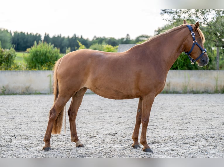 Deutsches Reitpony Mix Stute 8 Jahre 146 cm Fuchs in Glash&#xFC;tte OT Oberfrauendorf