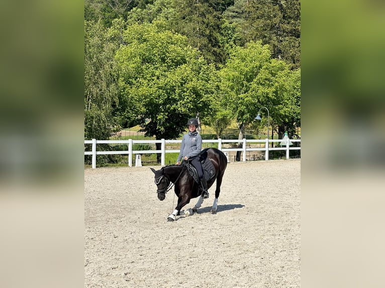 Deutsches Reitpony Stute 8 Jahre 146 cm Rappe in Lintgen