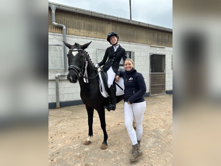 Deutsches Reitpony Stute 8 Jahre 146 cm Rappe in Lintgen