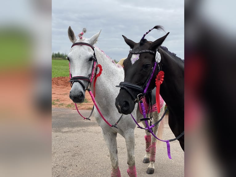 Deutsches Reitpony Stute 8 Jahre 146 cm Rappe in Lintgen