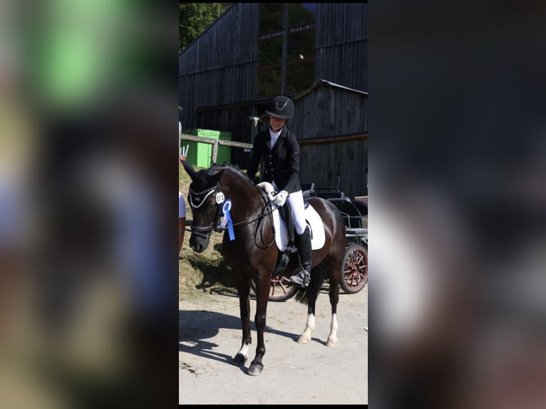 Deutsches Reitpony Stute 8 Jahre 146 cm Rappe in Lintgen