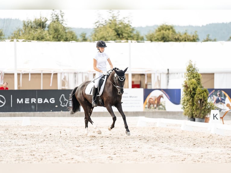 Deutsches Reitpony Stute 8 Jahre 146 cm Rappe in Lintgen